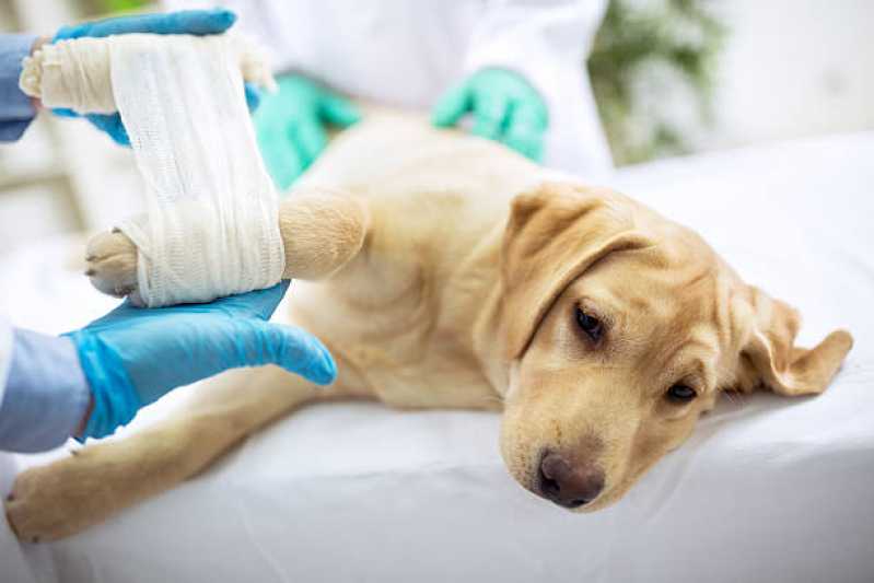 Cirurgia Ortopédica em Cachorro Mirante de Jandira - Cirurgia em Animais