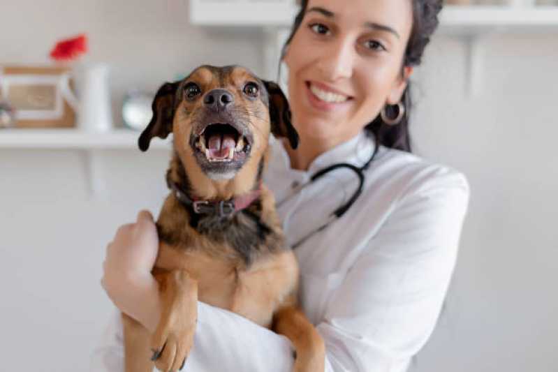 Telefone de Clínica Veterinária de Cães e Gatos Vila Militar - Clínica Veterinária com Atendimento Residencial