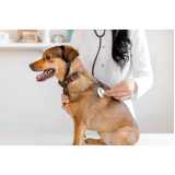cardiologista para cães e gatos agendar Recanto Phrynea