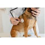 Cardiologista para Cães e Gatos