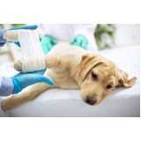 cirurgia ortopédica em cães Jardim Pazini