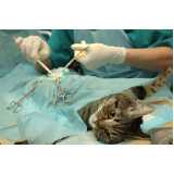 cirurgia para gatos Jardim Boa Vista