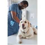 consulta veterinária dermatológica para cachorro agendar Jandira