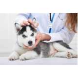 exames laboratoriais para cachorros Vila Ipe