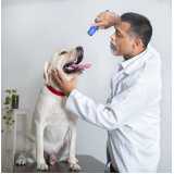 oftalmologista para cachorros Parque dos carmargos