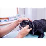 oftalmologista para gatos telefone Recanto Phrynea